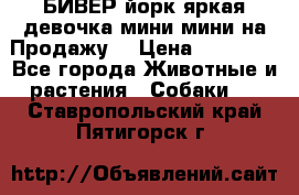 БИВЕР йорк яркая девочка мини мини на Продажу! › Цена ­ 45 000 - Все города Животные и растения » Собаки   . Ставропольский край,Пятигорск г.